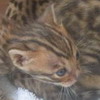 Chatons